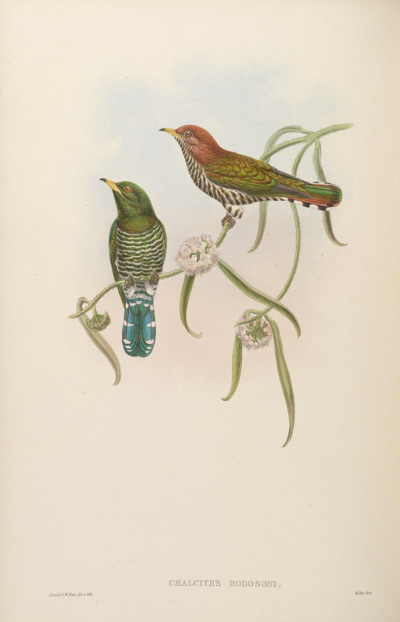 Chalcites hodgsoni = Chrysococcyx maculatus tekijältä John Gould