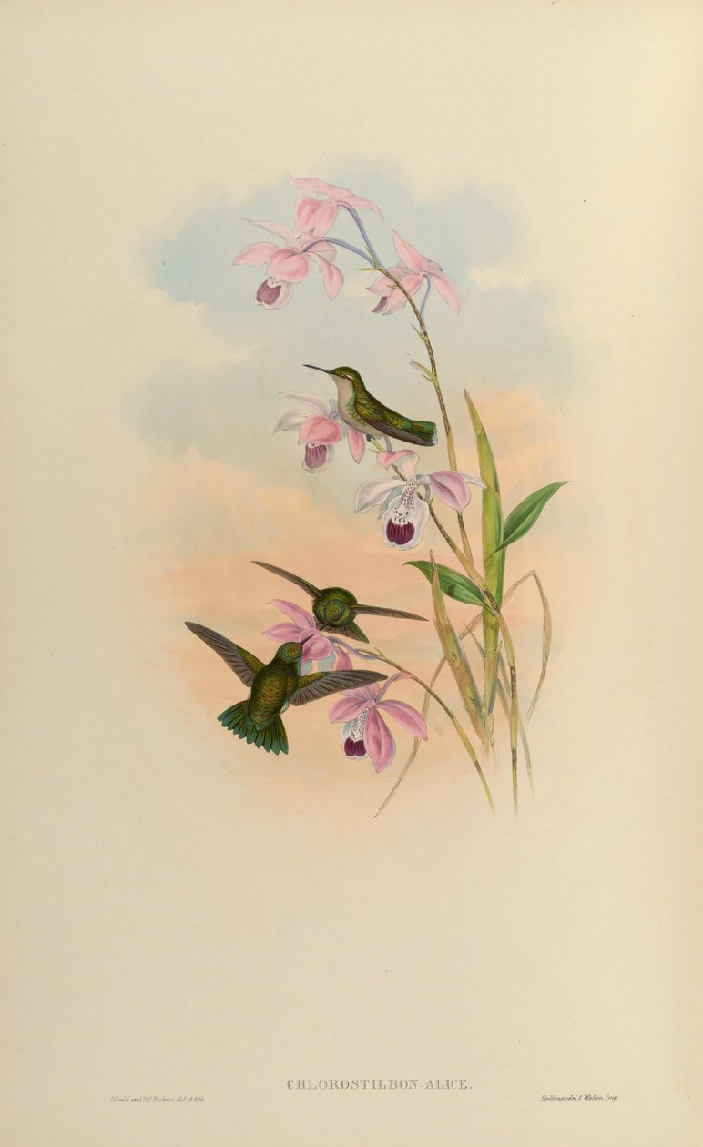 Chlorostilbon alice tekijältä John Gould