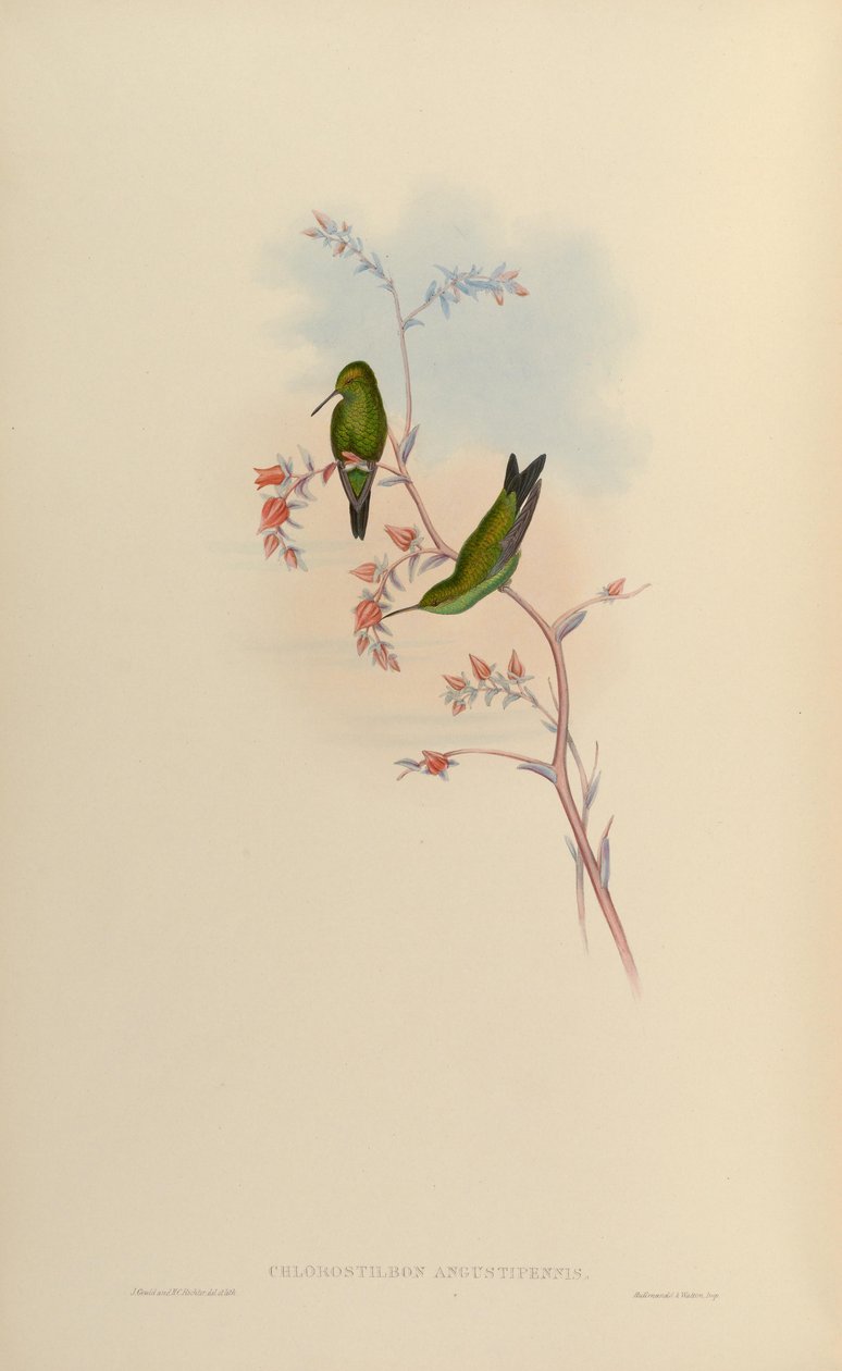 Chlorostilbon angustipennis = Chlorostilbon gibsoni tekijältä John Gould