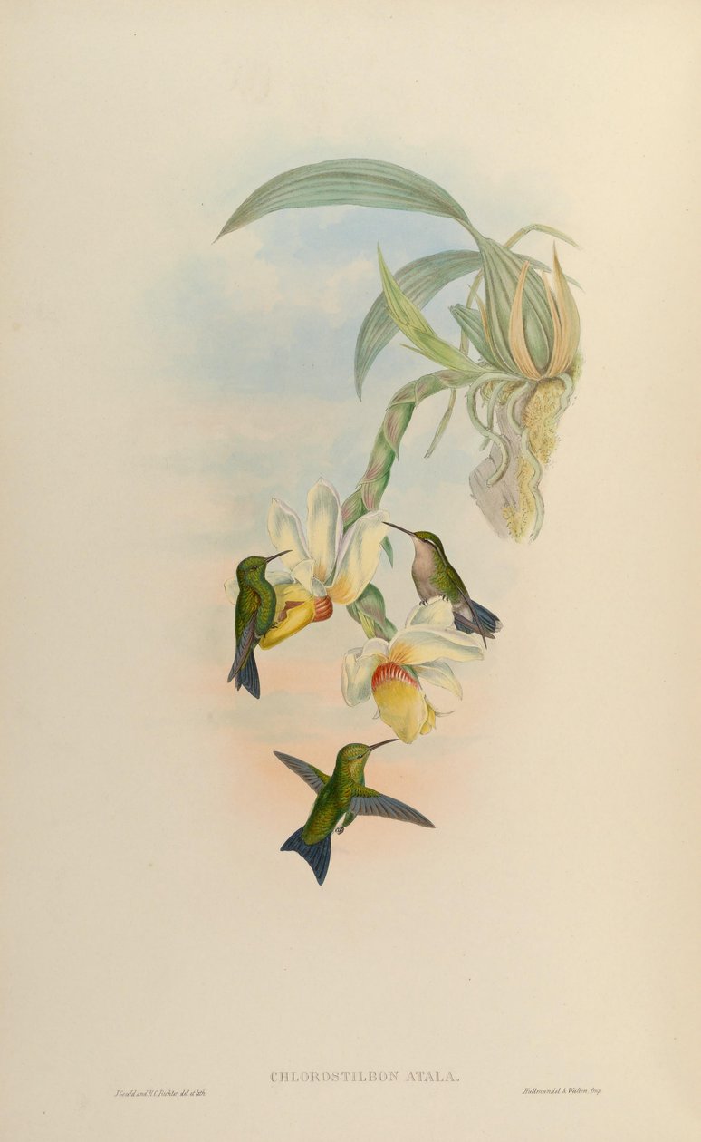 Chlorostilbon atala = Chlorostilbon mellisugus mellisugus tekijältä John Gould