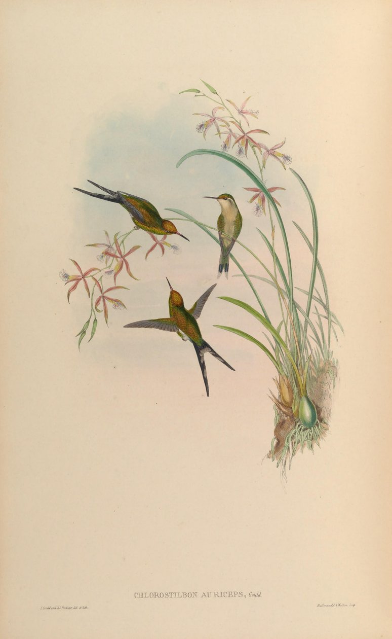 Chlorostilbon auriceps = Chlorostilbon auriceps tekijältä John Gould
