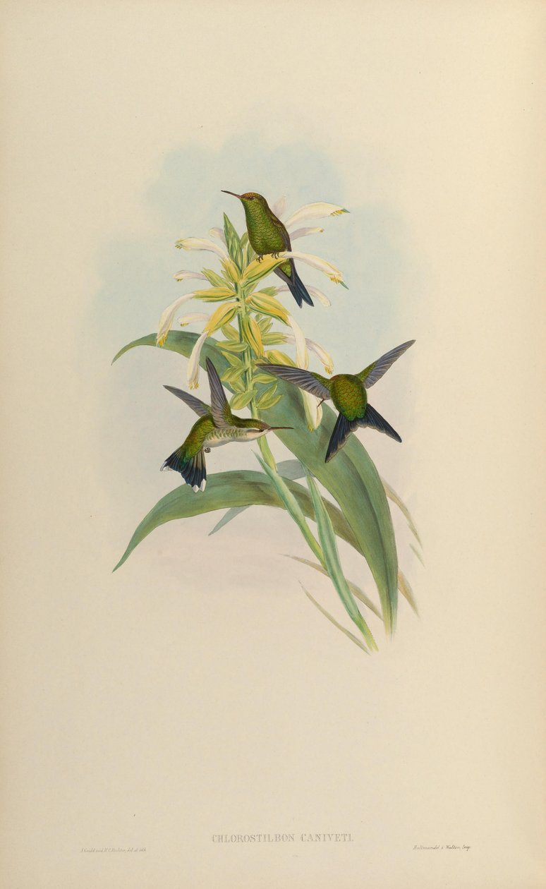 Chlorostilbon canivetii tekijältä John Gould