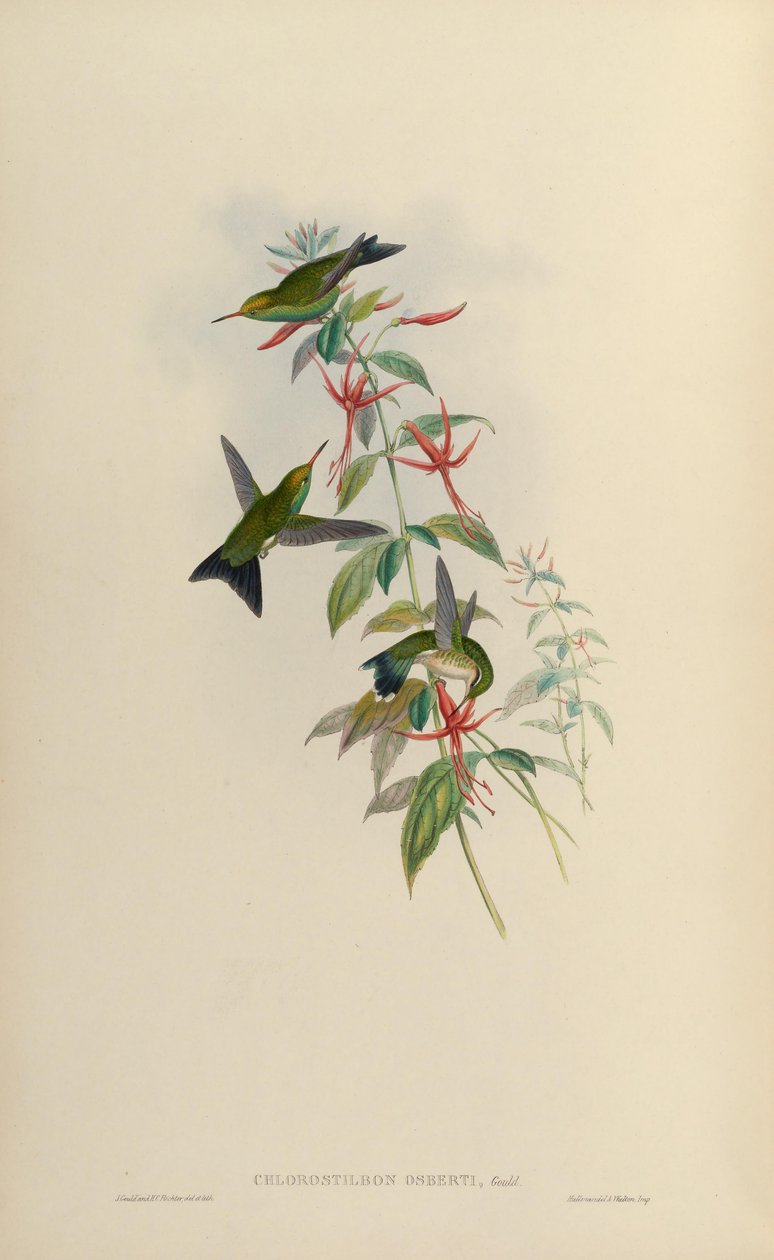 Chlorostilbon osberti = Chlorostilbon canivettii osberti tekijältä John Gould