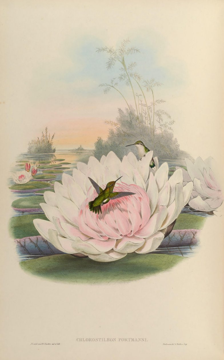 Chlorostilbon poortmani tekijältä John Gould