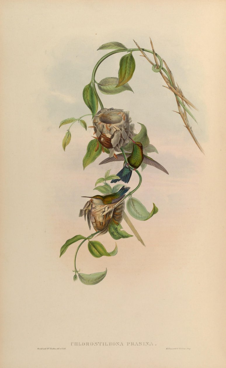 Chlorostilbon prasinus = Chlorostilbon mellisugus prasinus tekijältä John Gould
