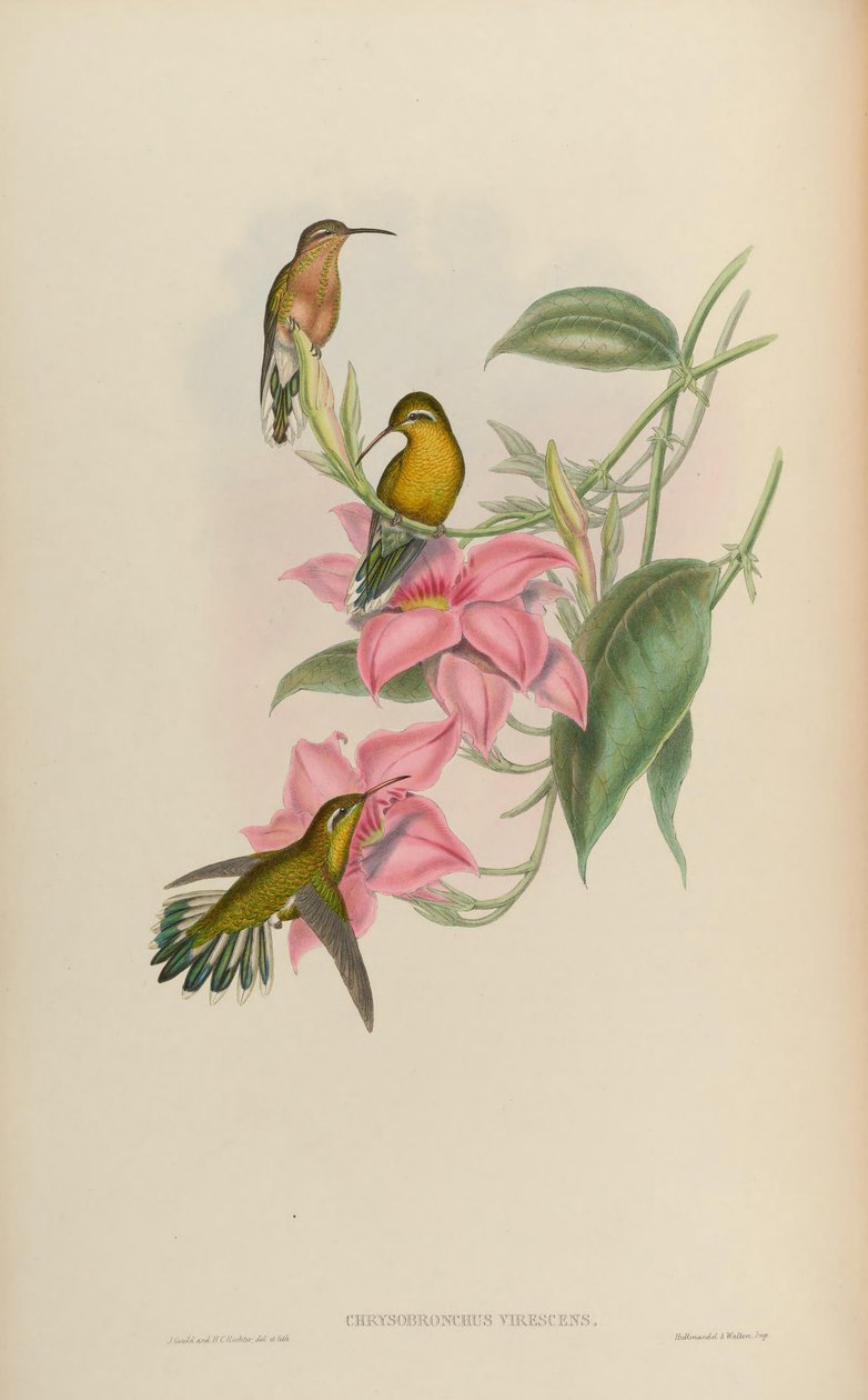 Chrysobronchus virescens = Amazilia viridicauda tekijältä John Gould
