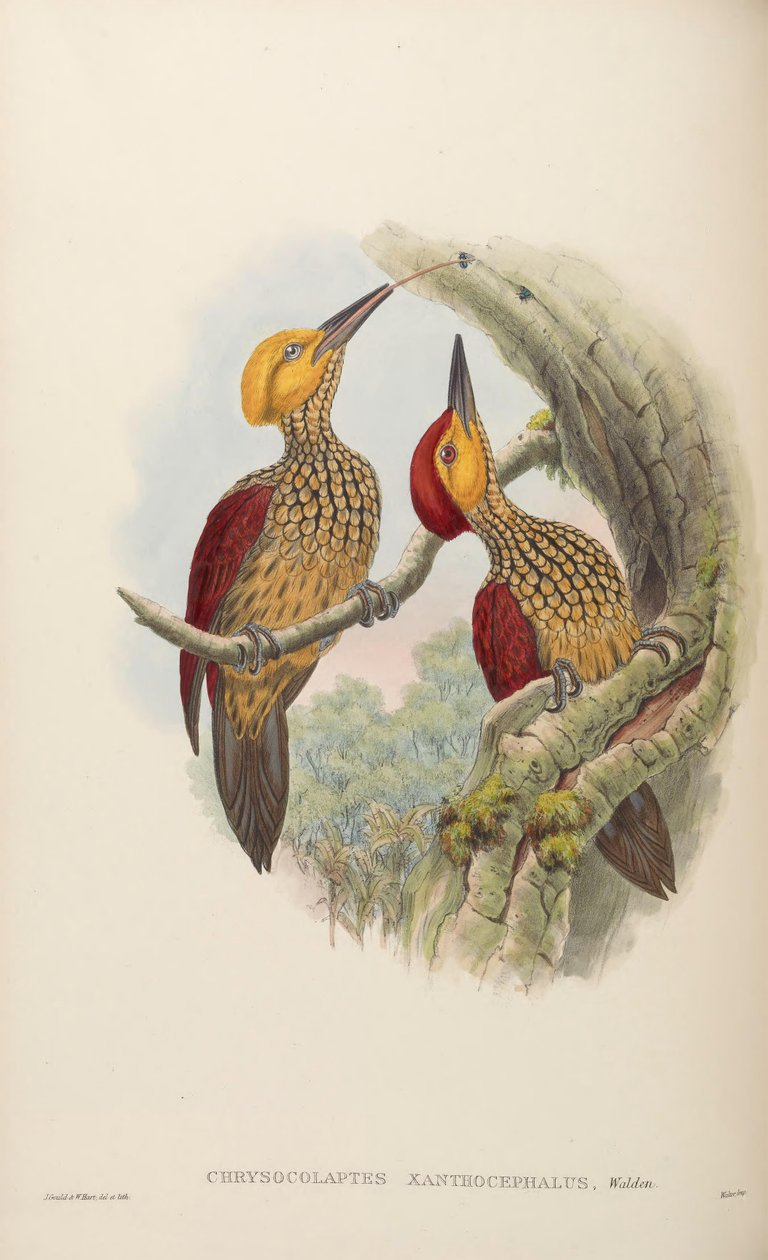 Chrysocolaptes xanthocephalus tekijältä John Gould