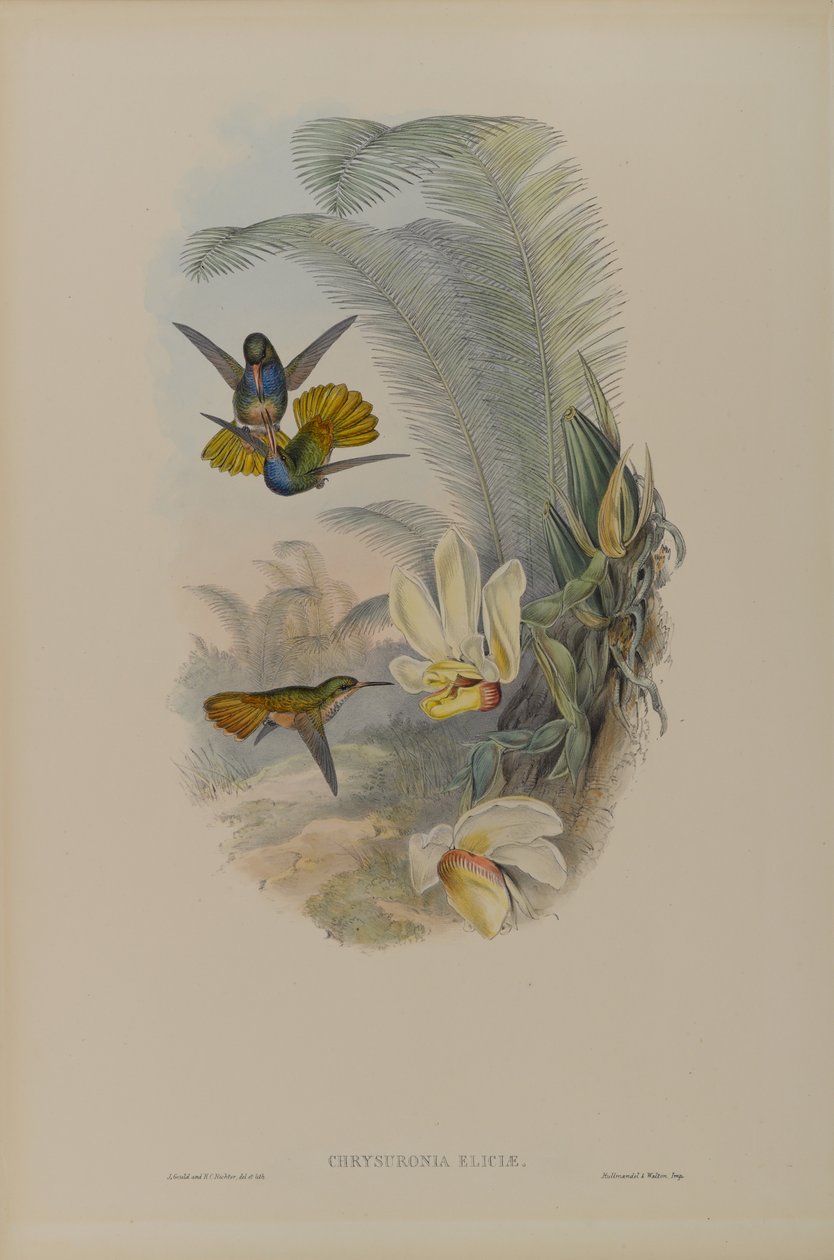 Chrysuronia Elicia: Elicias Golden Tail tekijältä John Gould