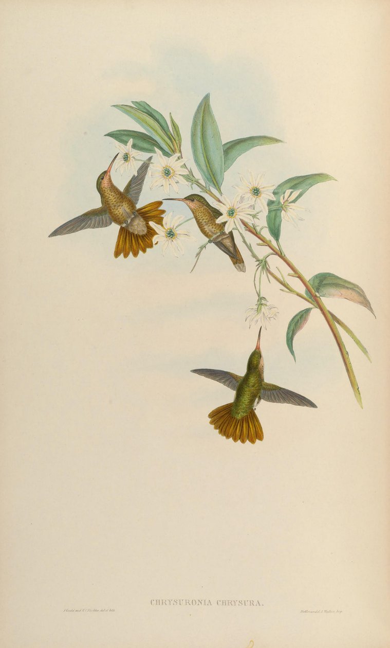 Chrysuronia chrysura = Hylocharis chrysura tekijältä John Gould