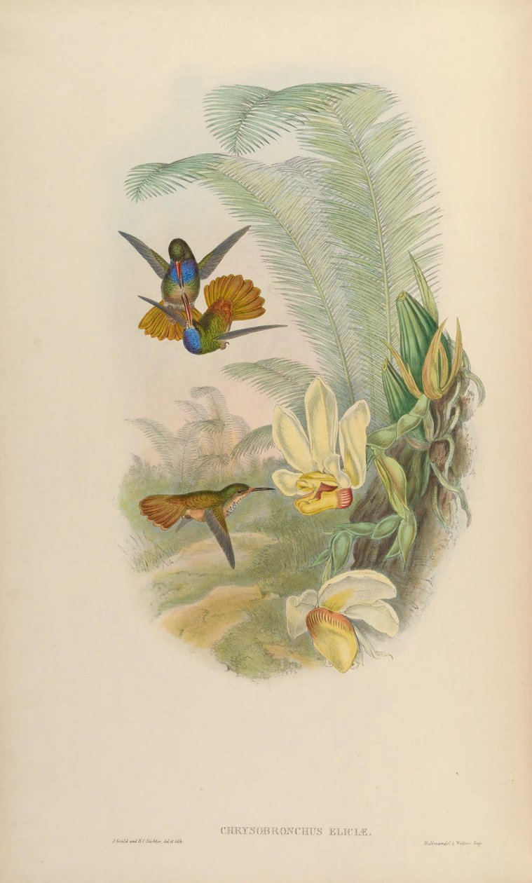 Chrysuronia eliciae = Hylocharis eliciae tekijältä John Gould