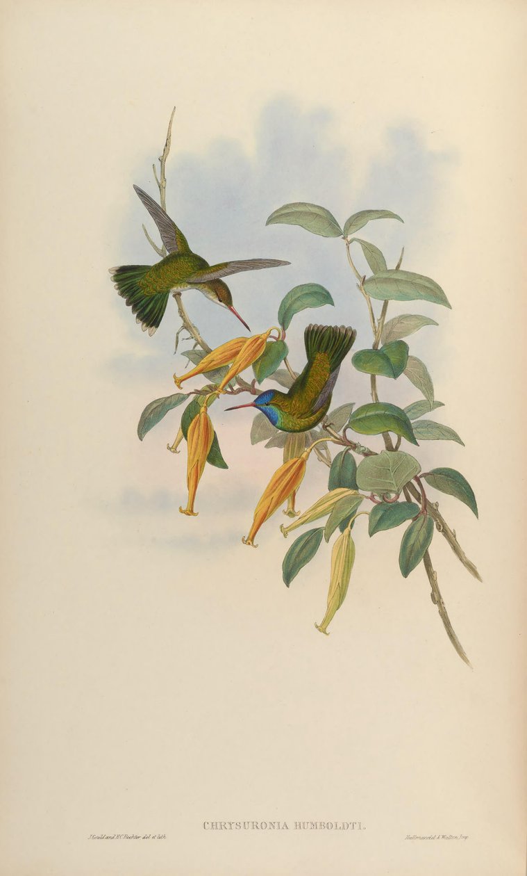 Chrysuronia humboldti = Hylocharis humboldti tekijältä John Gould