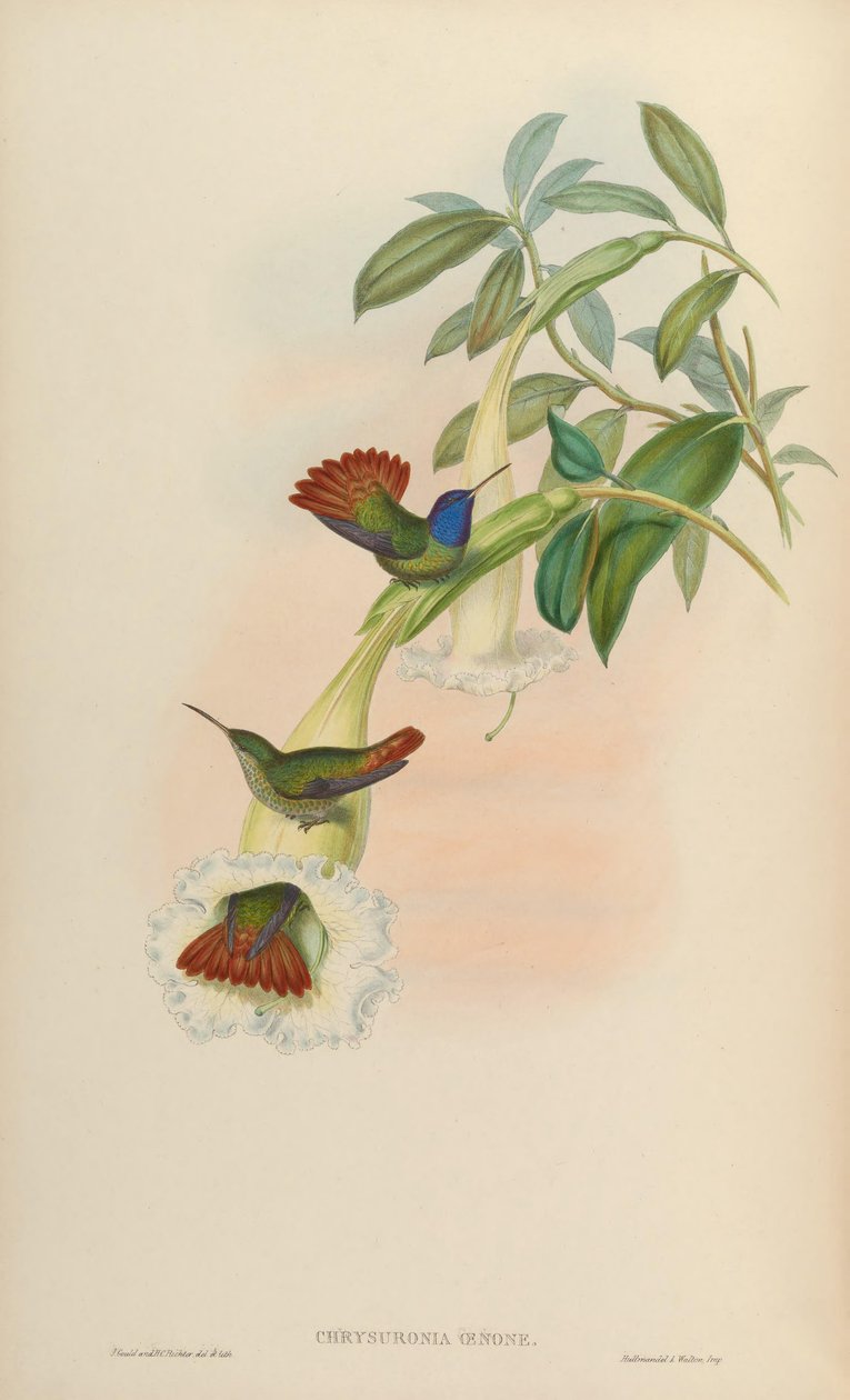 Krysuronia -enoni tekijältä John Gould