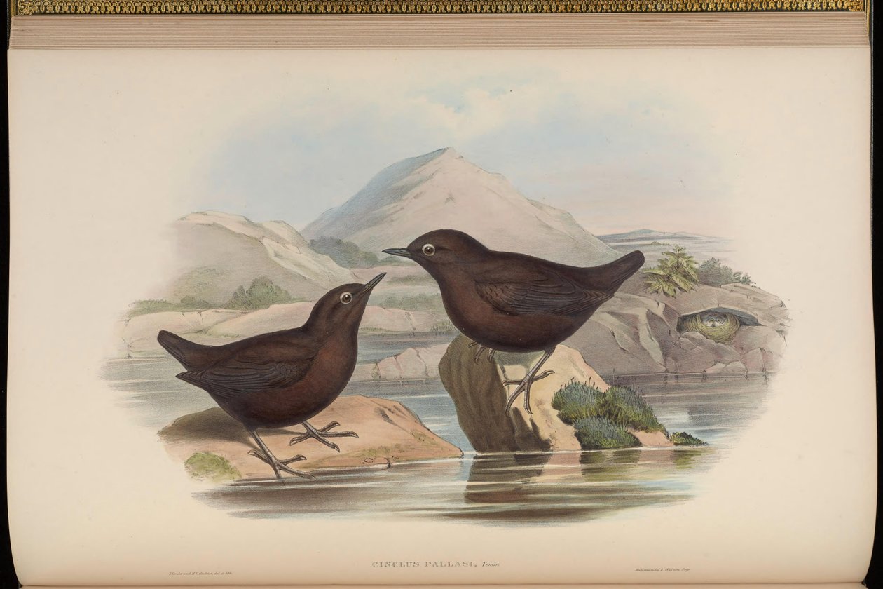 Cinclus pallasii tekijältä John Gould