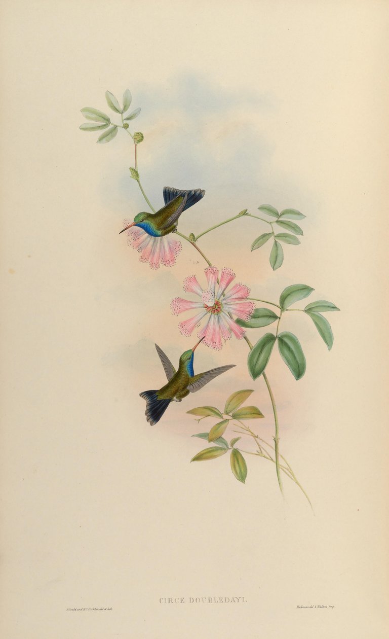Circe doubleledayi = Cynanthus latirostris doubleledayi tekijältä John Gould