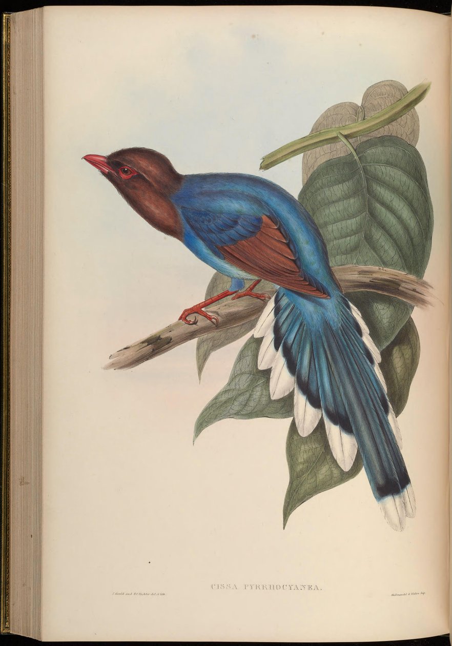 Cissa pyrrhocyanea = Urocissa ornata tekijältä John Gould