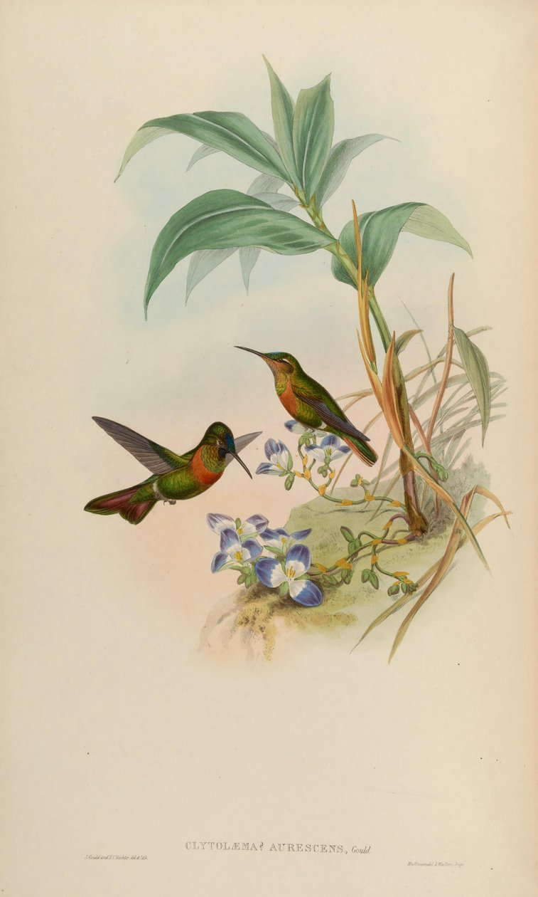 Clytolaema aurescens = Polyplancta aurescens tekijältä John Gould