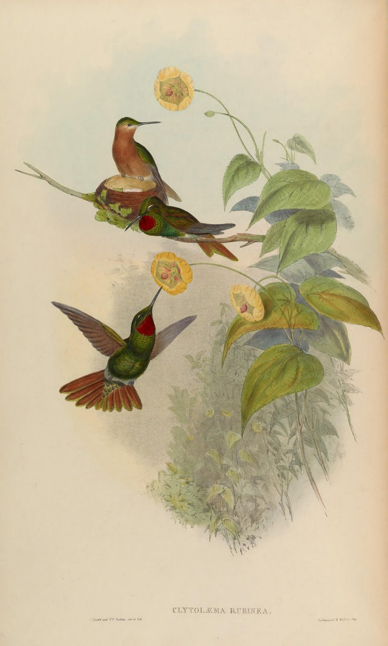 Clytolaema rubinea = Clytolaema rubricauda tekijältä John Gould