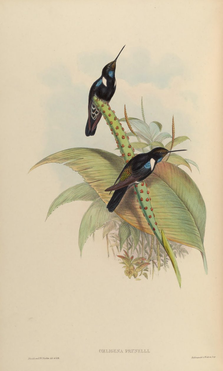 Coeligena prunellei tekijältä John Gould