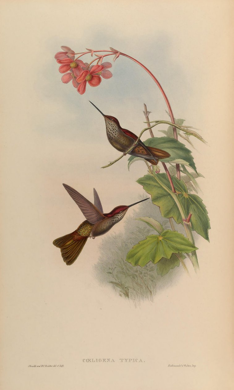 Coeligena typica = Coeligena coeligena tekijältä John Gould
