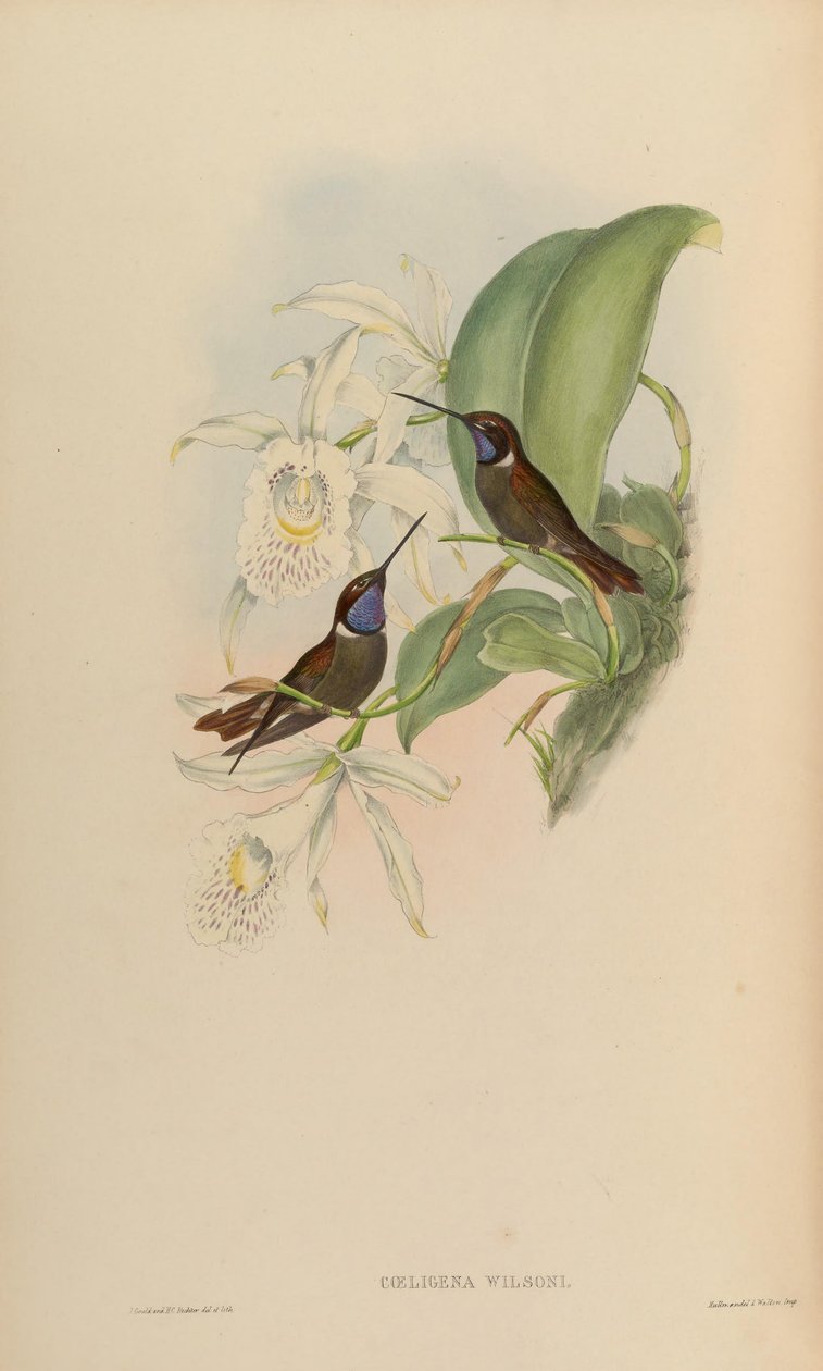 Coeligena wilsoni tekijältä John Gould