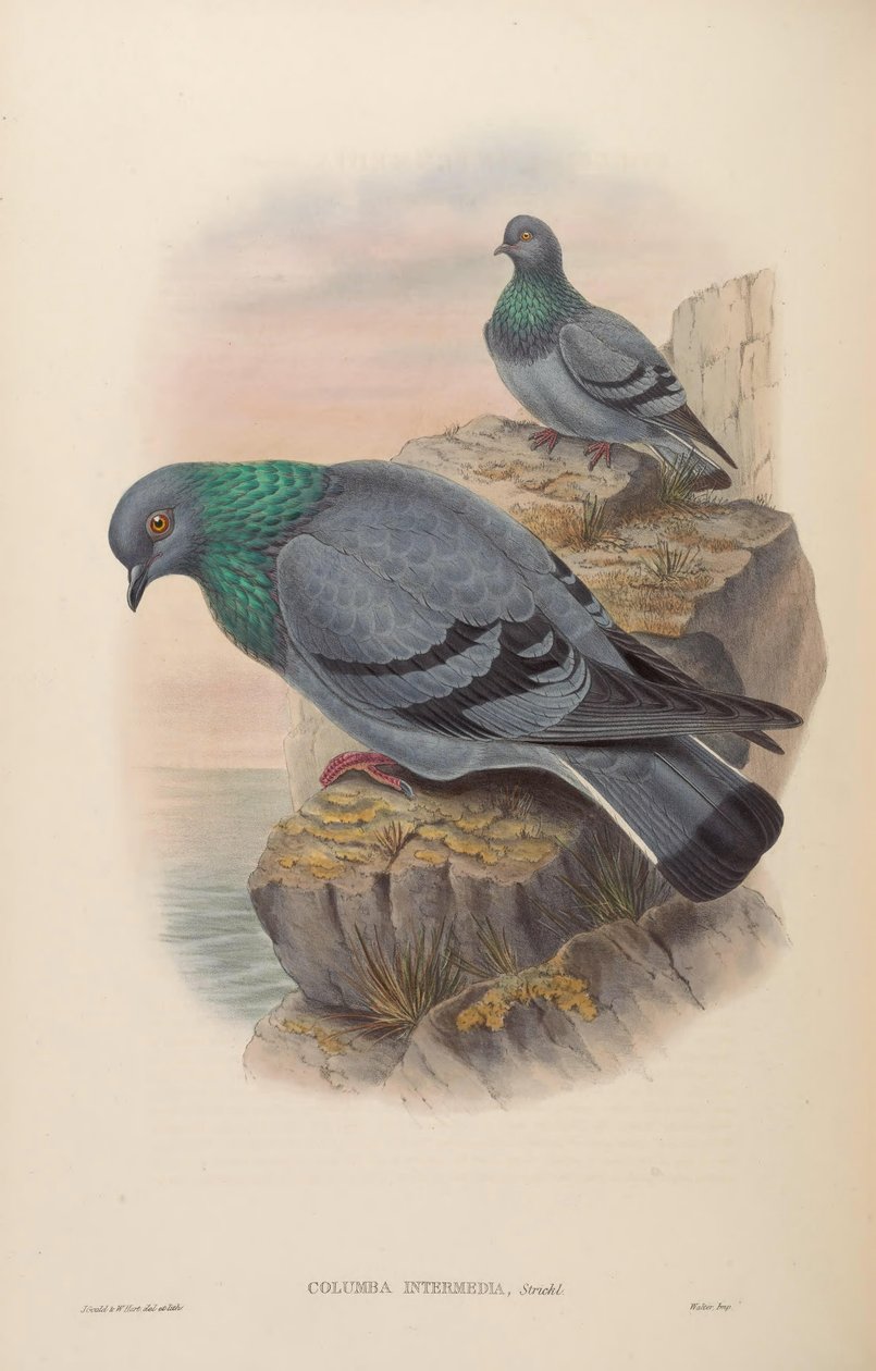Columba intermedia = Columba livia intermedia tekijältä John Gould