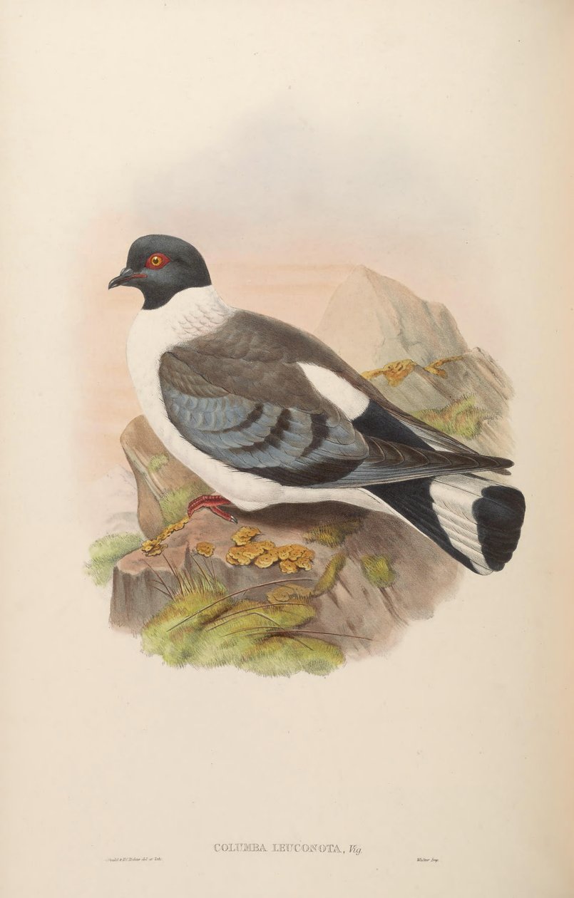 Columba leuconota tekijältä John Gould