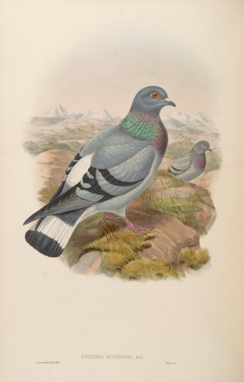 Columba rupestris tekijältä John Gould
