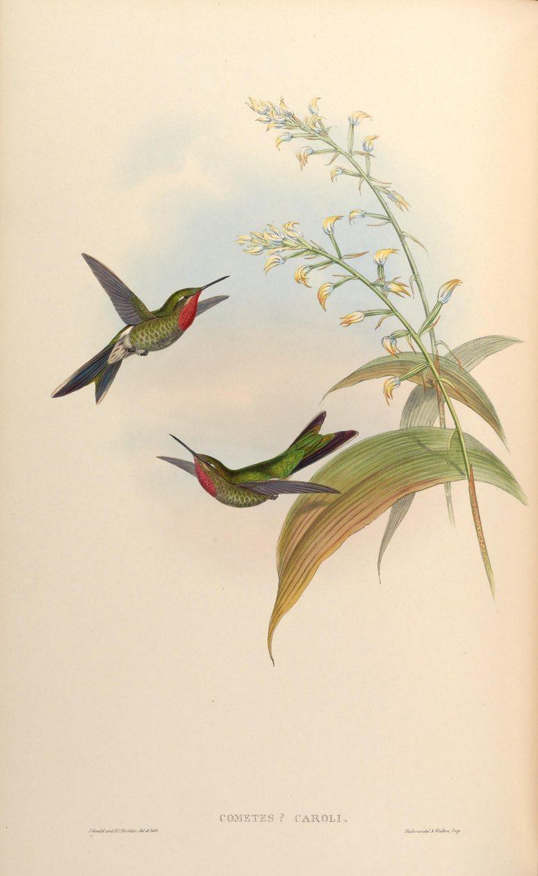 Cometes caroli = Polyonomus caroli tekijältä John Gould