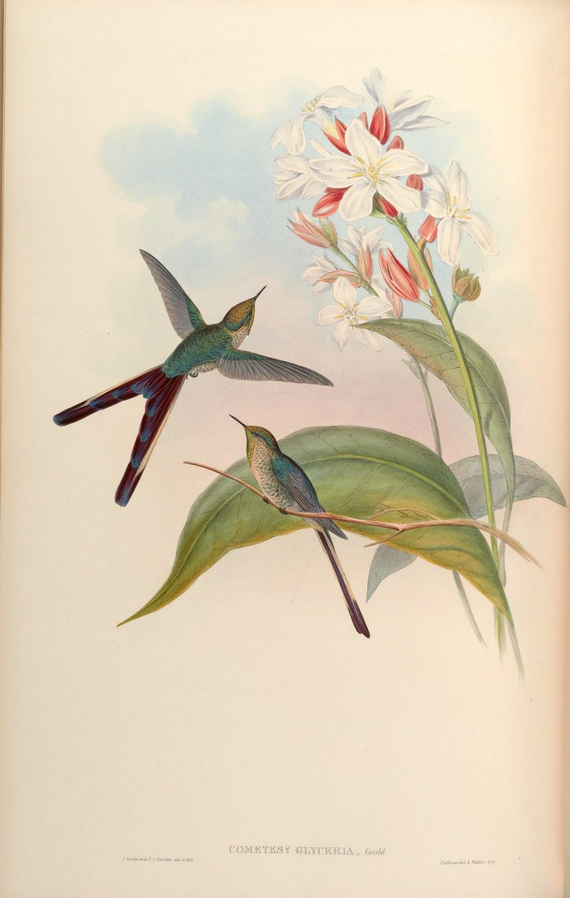 Cometes glyceriae = Lesbia victoriae x Ramphomicron microrhynchus tekijältä John Gould