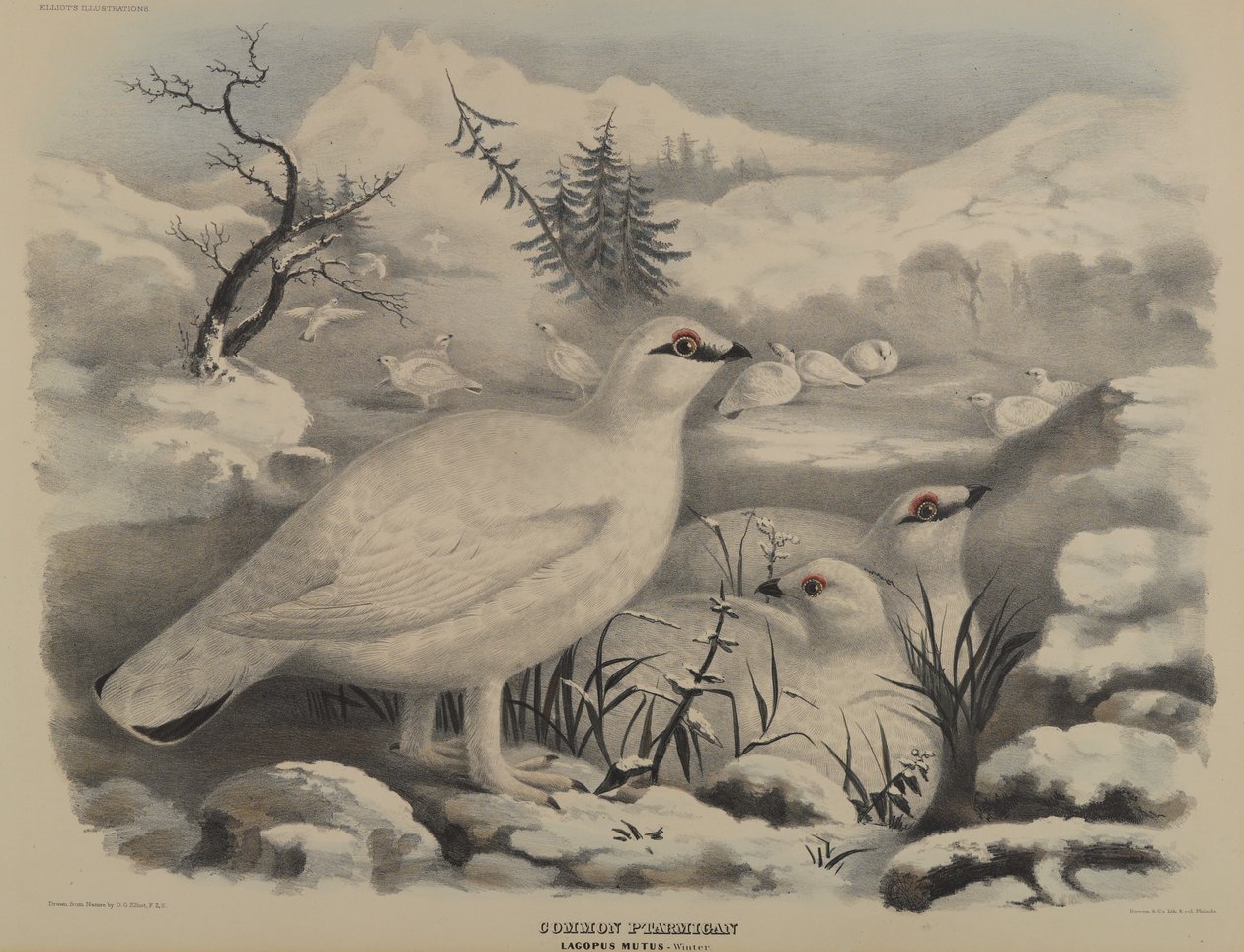 Metsäkauris tekijältä John Gould