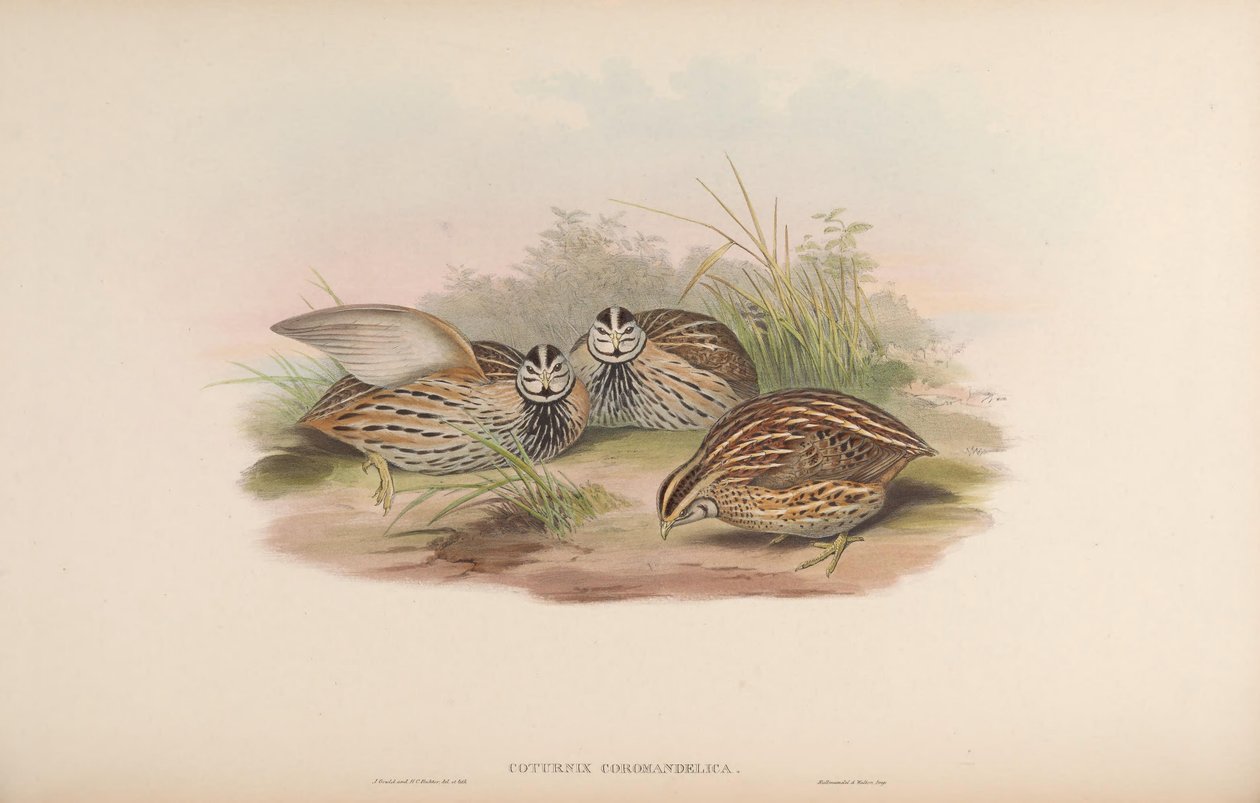 Coturnix coromandelica tekijältä John Gould