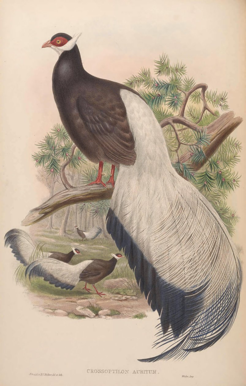 Crossoptilon auritum tekijältä John Gould