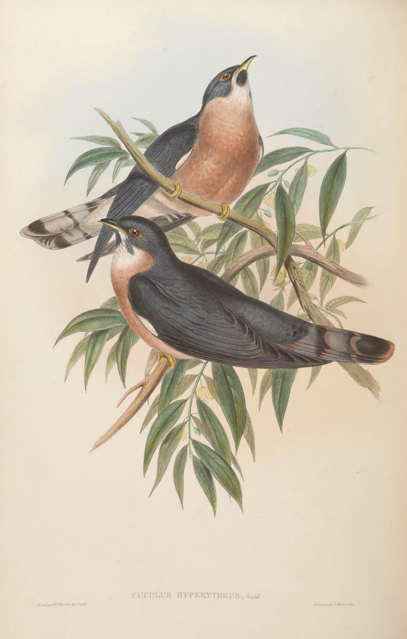 Cuculus hyperythrus = Hierococcyx hyperythrus tekijältä John Gould