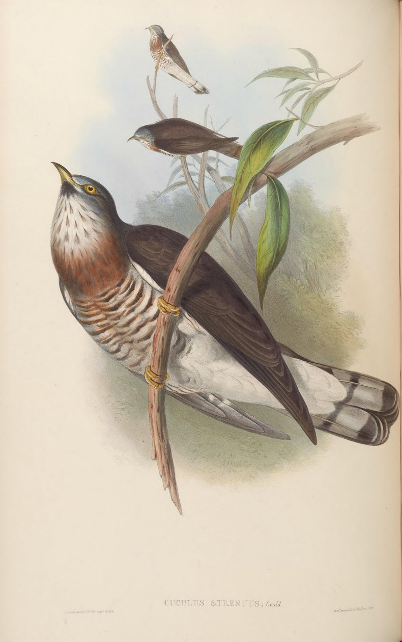 Cuculus strenuus = Hierococcyx sparverioides tekijältä John Gould