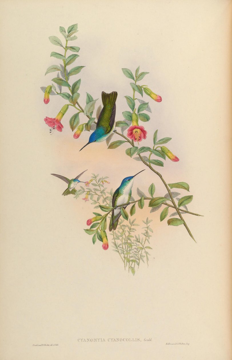 Cyanomyia cyanicollis = Amazilia franciae cyanicollis tekijältä John Gould