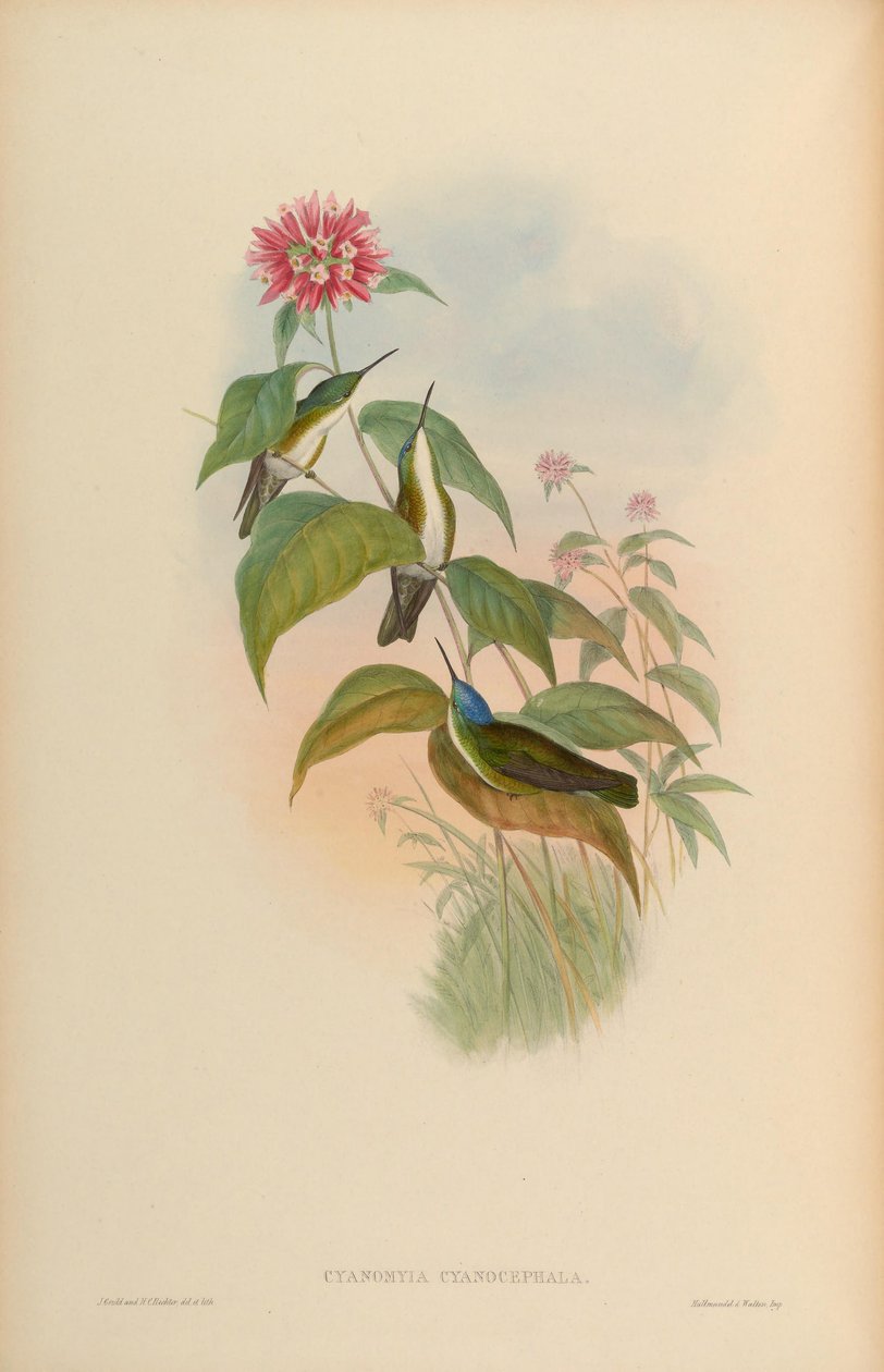 Cyanomyia cyanocephala = Amazilia cyanocephala tekijältä John Gould