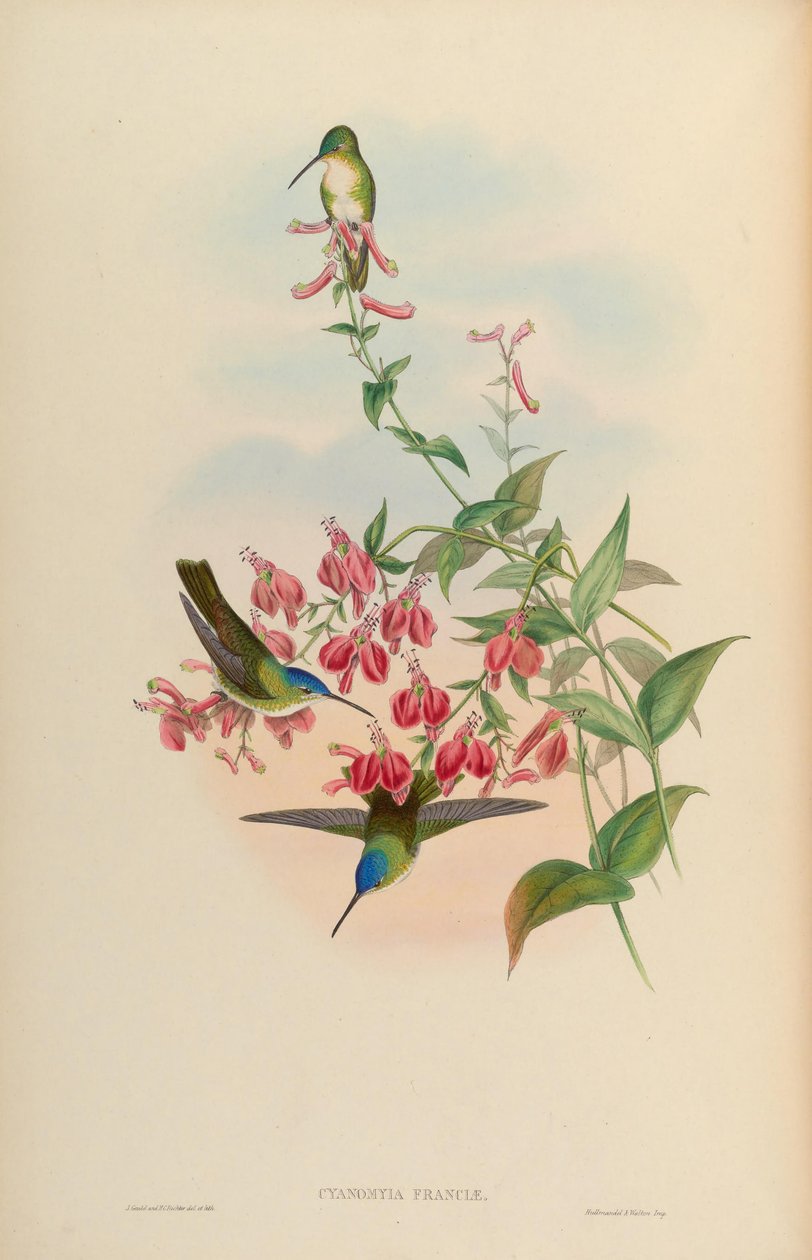 Cyanomyia franciae = Amazilia franciae tekijältä John Gould