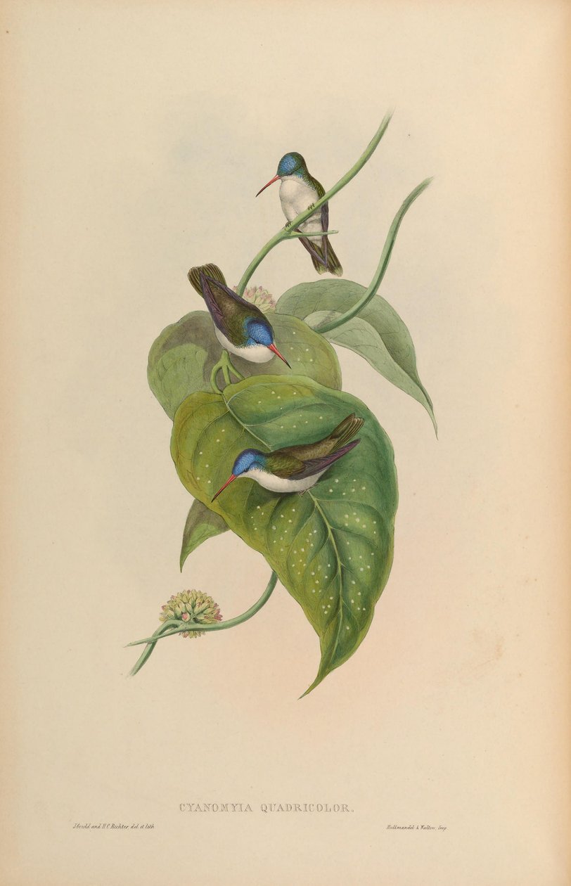 Cyanomyia quadricolor = Amazilia violiceps tekijältä John Gould
