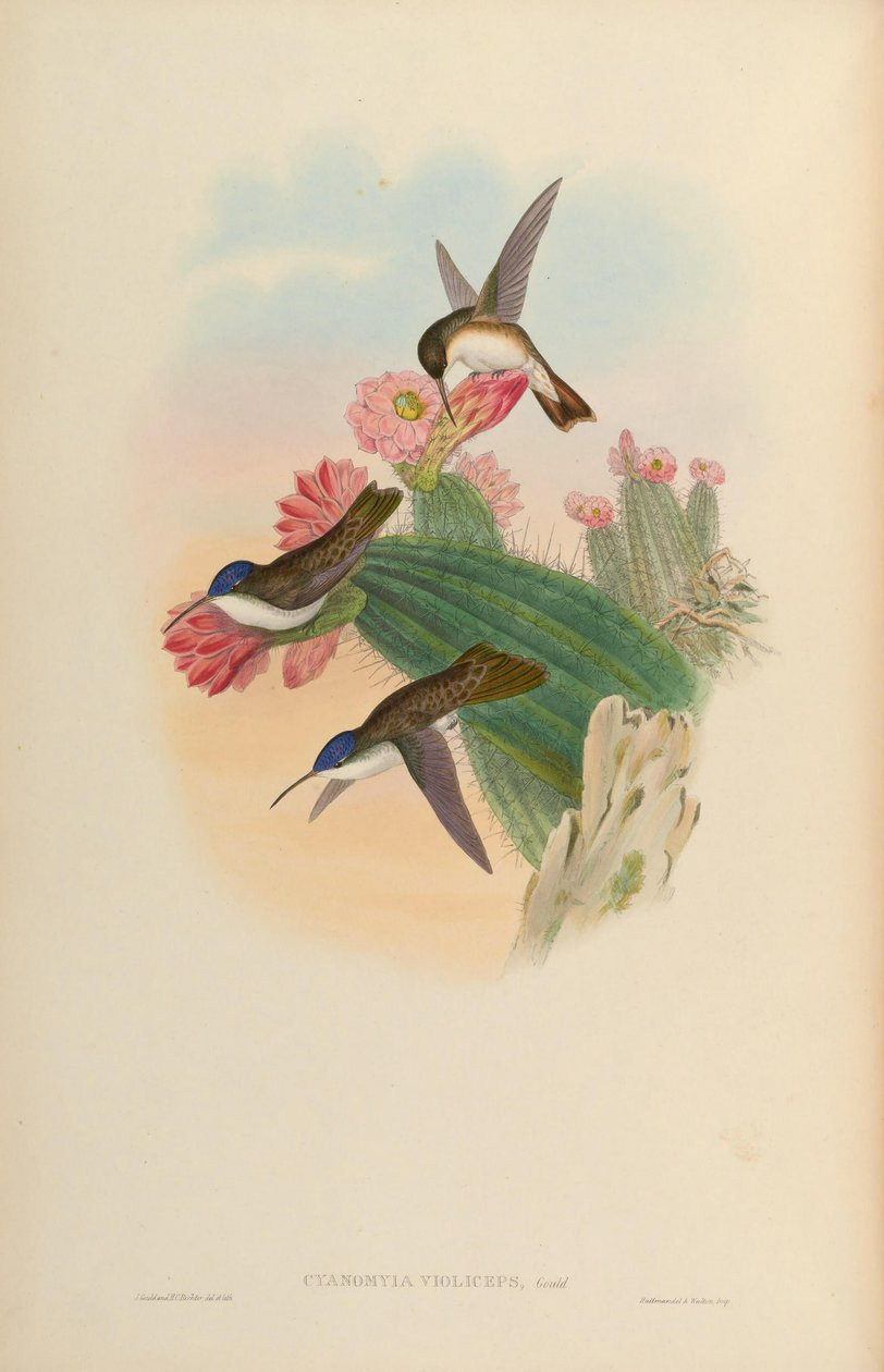 Cyanomyia violiceps = Amazilia violiceps tekijältä John Gould