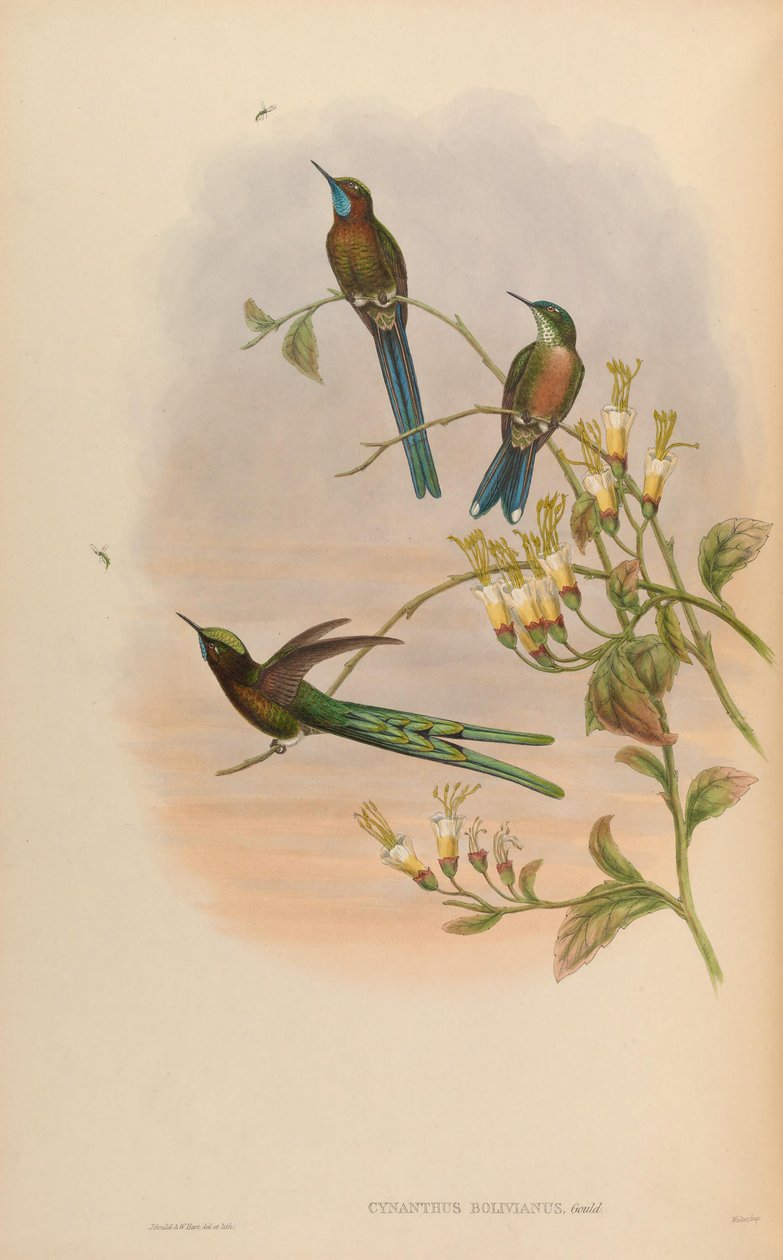 Cynanthus bolivianus = Aglaiocercus kingi smaragdinus tekijältä John Gould