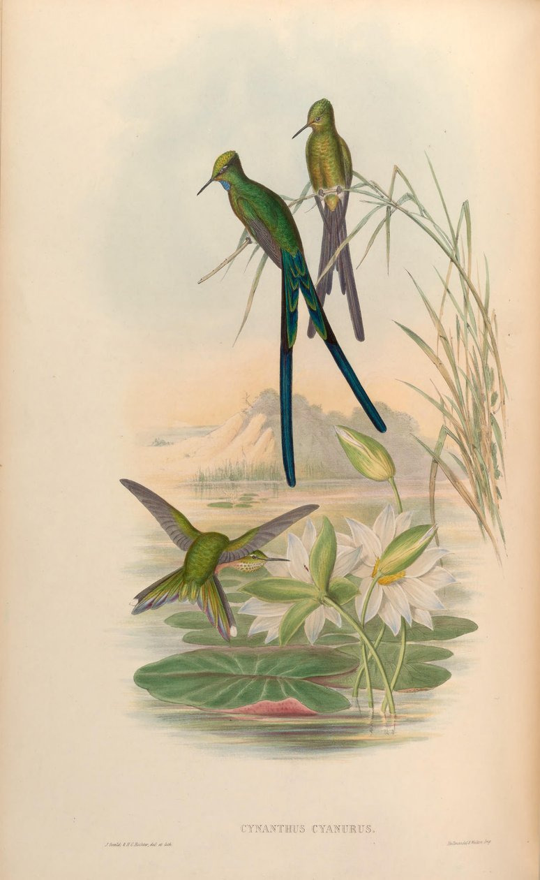 Cynanthus cyanurus = Aglaiocercus kingi tekijältä John Gould