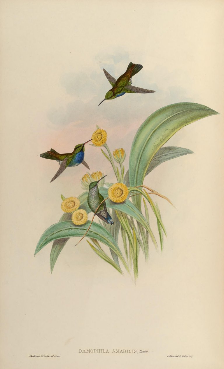 Damophila amabilis = Amazilia amabilis tekijältä John Gould