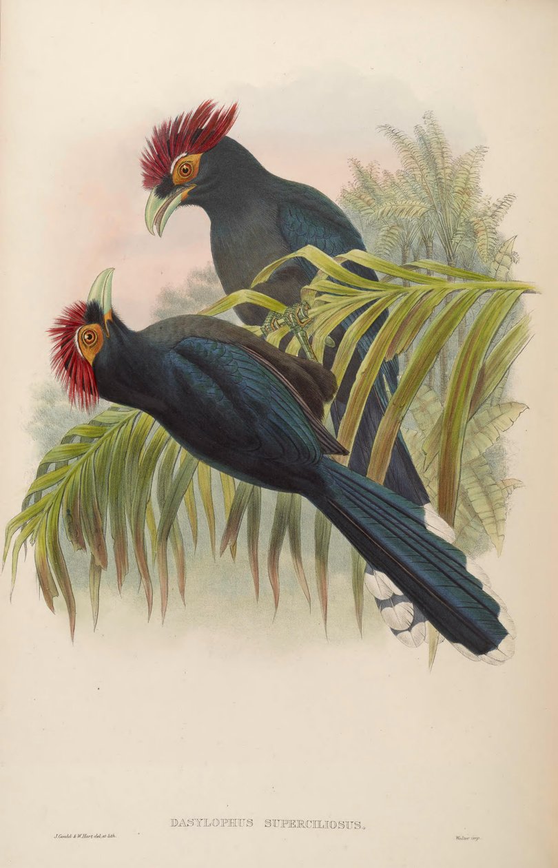 Dasylophus superciliosus tekijältä John Gould