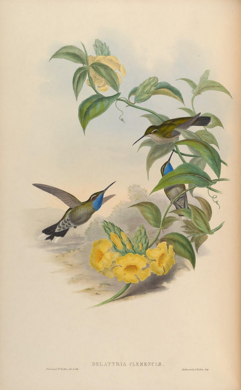 Delattria clemenciae = Lampornis clemenciae tekijältä John Gould
