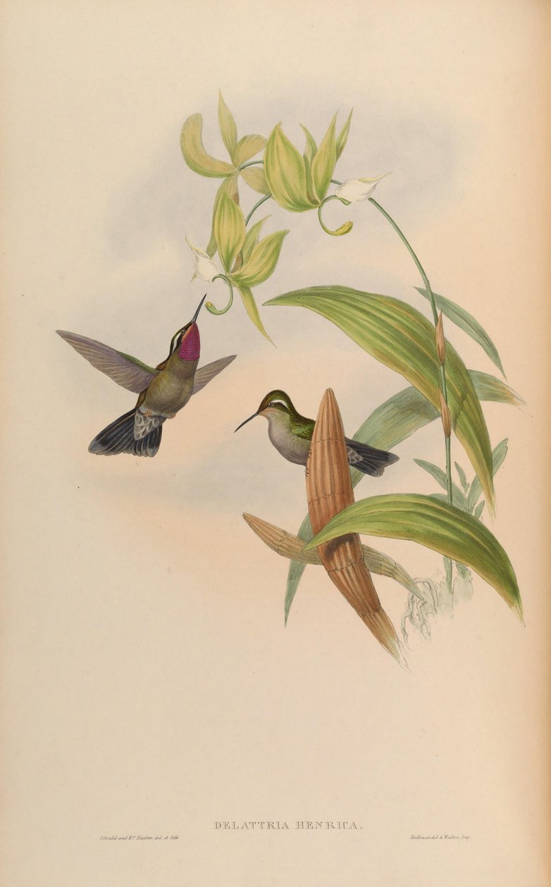 Delattria henrici = Lampornis amethystinus tekijältä John Gould