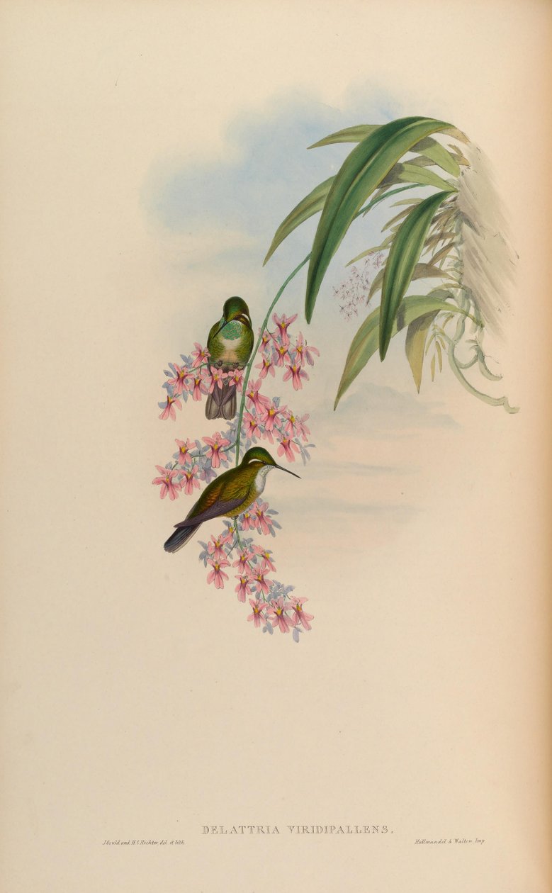 Delattria viridipallens = Lampornis viridipallens tekijältä John Gould