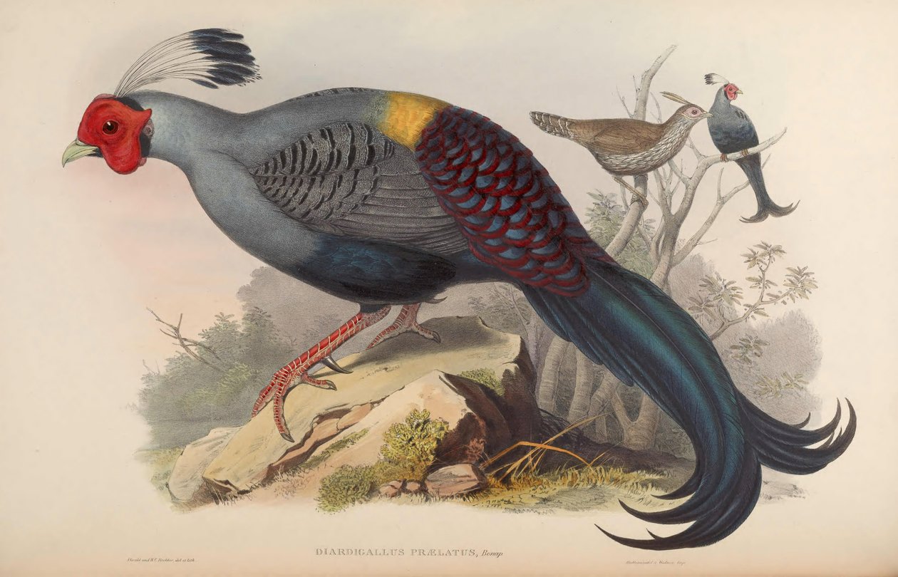 Diardigallus praelatus = Lophura diardi [2] tekijältä John Gould