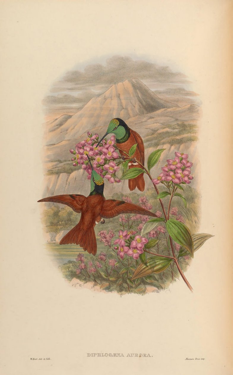 Diphlogaena aurora = Coeligena iris aurora tekijältä John Gould