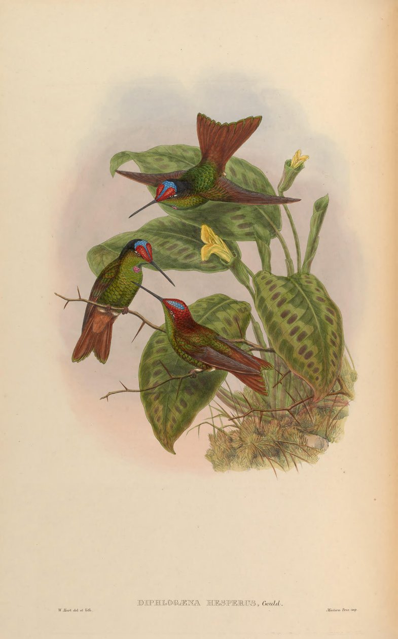 Diphlogaena hesperus = Coeligena iris hesperus tekijältä John Gould