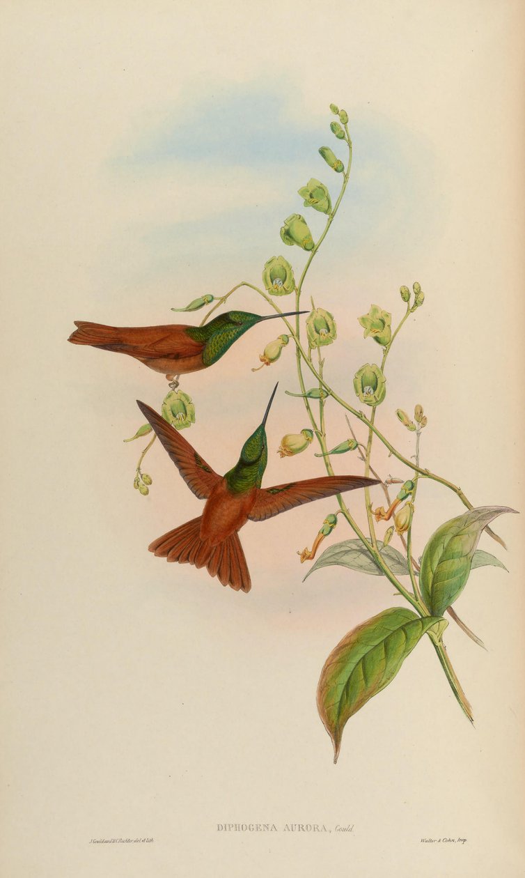 Diphogena aurora = Coeligena iris aurora tekijältä John Gould